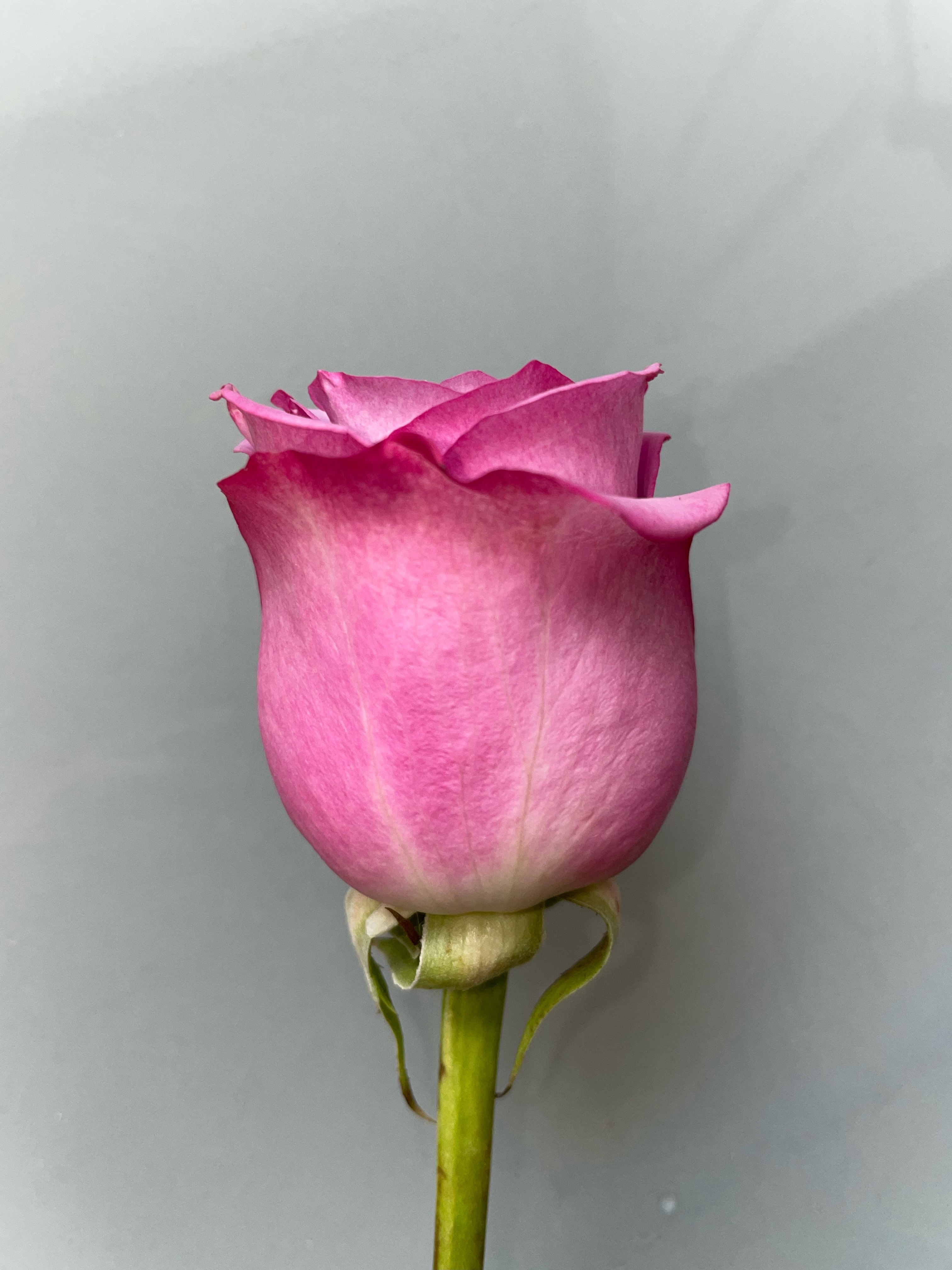 Lavender Rose